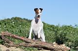 FOX TERRIER POIL LISSE 082